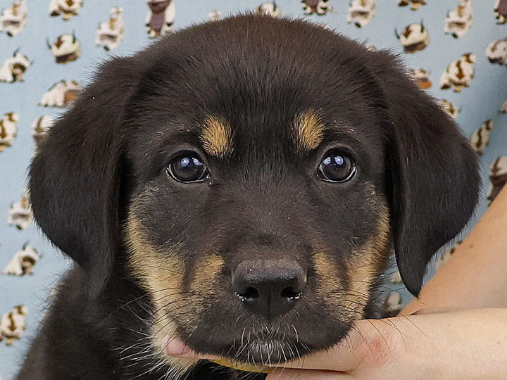 chinook puppy